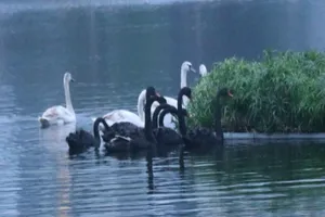 Chuyển đàn thiên nga từ Hồ Gươm sang hồ Thiền Quang