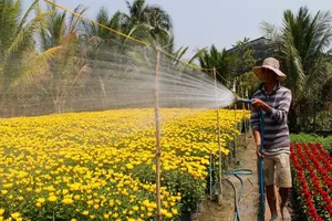 Làng hoa lớn nhất Đồng Nai tất bật vào mùa Tết