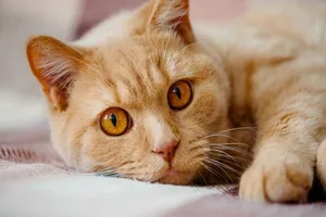 Sốt, rối loạn trí nhớ vì bị mèo cưng cắn