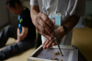 Thiệt mạng vì cho ong đốt để chữa bệnh