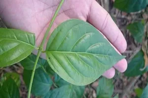  Lộ chuyện tình cảm, đôi nam nữ ăn lá ngón tự tử 