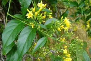 Thấy hoa đẹp ngắt lá ăn thử, nào ngờ trúng lá ngón