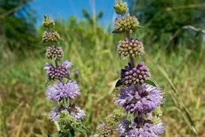 8 loại cây đuổi muỗi trồng trong nhà an toàn, hiệu quả