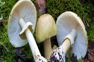 Ăn nấm lạ, 4 người trong gia đình nguy kịch