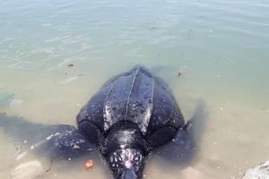 Rùa biển 300 kg mắc lưới ngư dân Lý Sơn