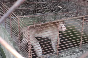 Thực hư thú nuôi bị ngược đãi ở Công viên nước Củ Chi