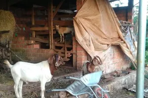 Tiếng đàn piano trong căn nhà gỗ và những chú dê