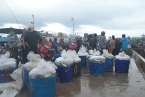 Ngư dân Lý Sơn trúng mùa cá bánh lái