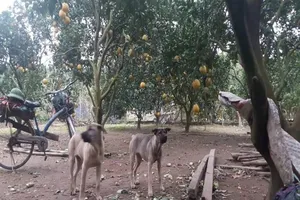 Thả chó, rào tường, lắp camera canh trộm bưởi Diễn