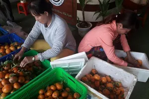 Chủ nhà ăn trái cây trước khách mới dám ăn sau