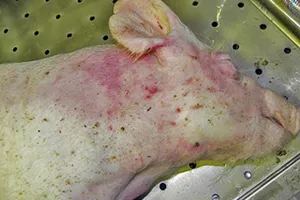 Ăn thịt heo mắc dịch tả heo châu Phi có bị lây bệnh?