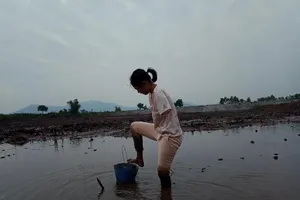 Câu chuyện có hậu của người phụ nữ ‘chim cánh cụt’