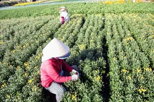 Làng hoa cúc vàng Mỹ Bình hối hả vào vụ Tết