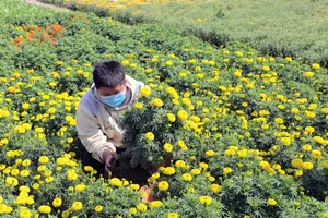 Làng hoa Tết Mỹ Bình rồi sẽ chỉ còn là ký ức