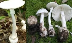 Liên tiếp ca ngộ độc nấm, bác sĩ hướng dẫn nhận diện 4 loại nấm độc thường gặp