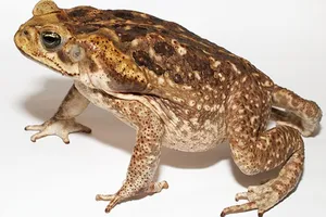 Hình minh họa (internet)