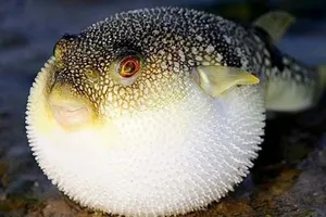 6 loại thực phẩm có thể gây ngộ độc bạn cần biết 