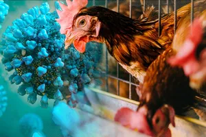 Ăn thịt gà, trứng gà có bị lây cúm A (H5N1) không?