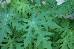 Thực hư lá đu đủ chữa được bệnh ung thư