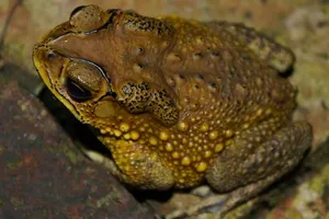 Ăn thịt cóc, gia đình 3 người nhập viện cấp cứu