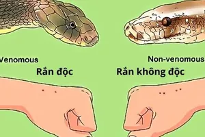 1 bệnh viện tiếp nhận 9 người bị rắn cắn trong đêm bão số 3 đổ bộ