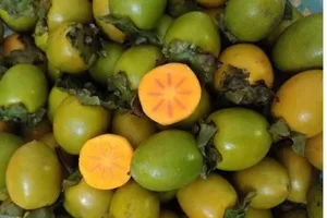 Bác sĩ ơi, sao cứ đến mùa hồng giòn lại có người bị tắc ruột?