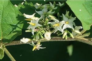 Những ai nên, không nên sử dụng cà gai leo?