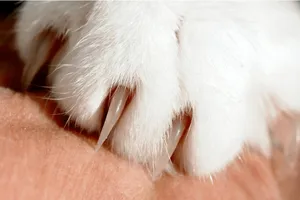  1 phụ nữ tử vong do bệnh dại sau khi bị mèo cào