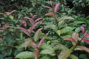 Cây xạ đen có chữa được ung thư?