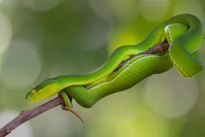 Bé 4 tuổi bị rắn lục đuôi đỏ cắn gây rối loạn đông máu, xuất huyết não