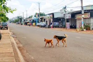 Bị chó cắn, sau 2 năm mới phát bệnh dại rồi tử vong
