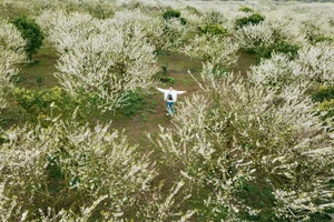 Hoa mận phủ trắng cao nguyên Mộc Châu