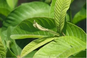 Uống nước lá ổi giảm cân nhưng lại bị táo bón, phải làm sao?