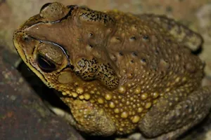 Bố mẹ đi rẫy, 9 trẻ ở nhà bắt cóc làm thịt ăn, bị ngộ độc