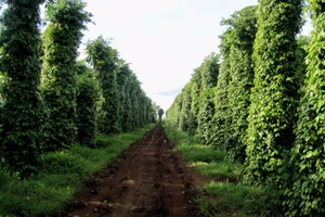 'Đừng chém nó mà chặt phá tiêu của nó'