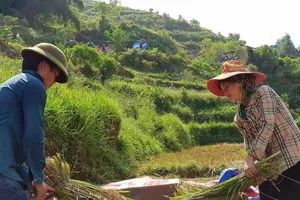 Lễ hội, văn hóa và... đồng hóa