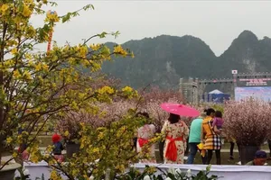 Anh đào Nhật Bản khoe sắc cùng mai vàng Yên Tử