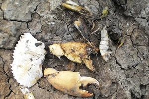 Vụ 'tôm cua chết xã chậm hòa giải': tòa sẽ buộc mở đường nước 