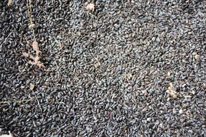 Bọ lạ 'tấn công' làm đảo lộn cuộc sống người dân 