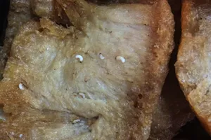 Kinh hoàng giòi, bọ lúc nhúc trong sườn non chay