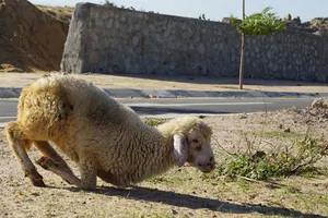 Cừu, dê gục ngã ở “rốn hạn” Ninh Thuận