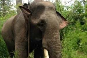 Voi bị cưa trộm ngà giữa rừng