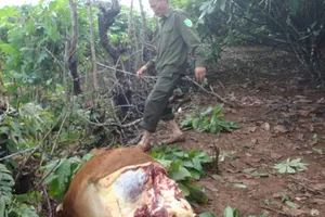 Con bò bị kẻ gian lấy mất 4 cái đùi