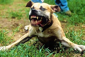 Một bé trai 5 tuổi bị chó cắn đứt ‘của quý’