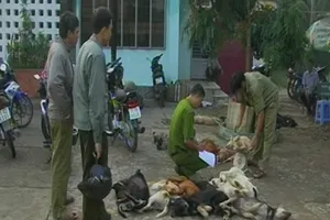 Tạm giữ ba thanh niên chở 27 con chó bị đánh bả
