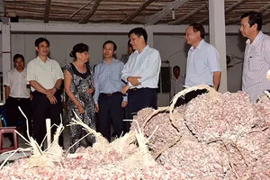 Sự thật việc nhiều người bị mù do bóc hành tím