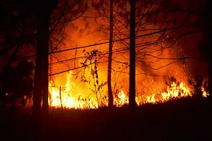 Đại học Đà Lạt đốt thực bì rồi gọi xe cứu hỏa!