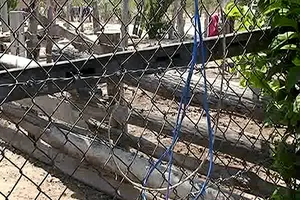 Dây điện dính hàng rào làm bé gái 13 tuổi tử vong