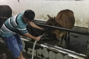 Bắt cơ sở bơm nước vào trâu bò trước khi giết mổ