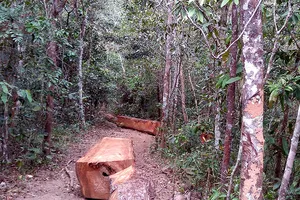 Các báo khỏi cải chính vụ bị cán bộ rừng 'xỏ mũi'